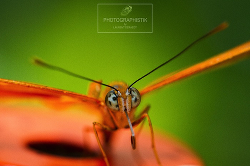 2016 - Naturoscope de Honfleur
100MM_F4_1/100S